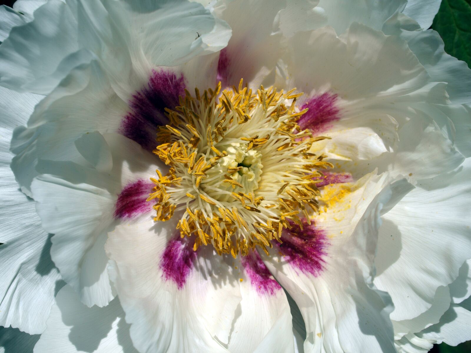 Olympus E-520 (EVOLT E-520) sample photo. Flower, nature, beautiful photography