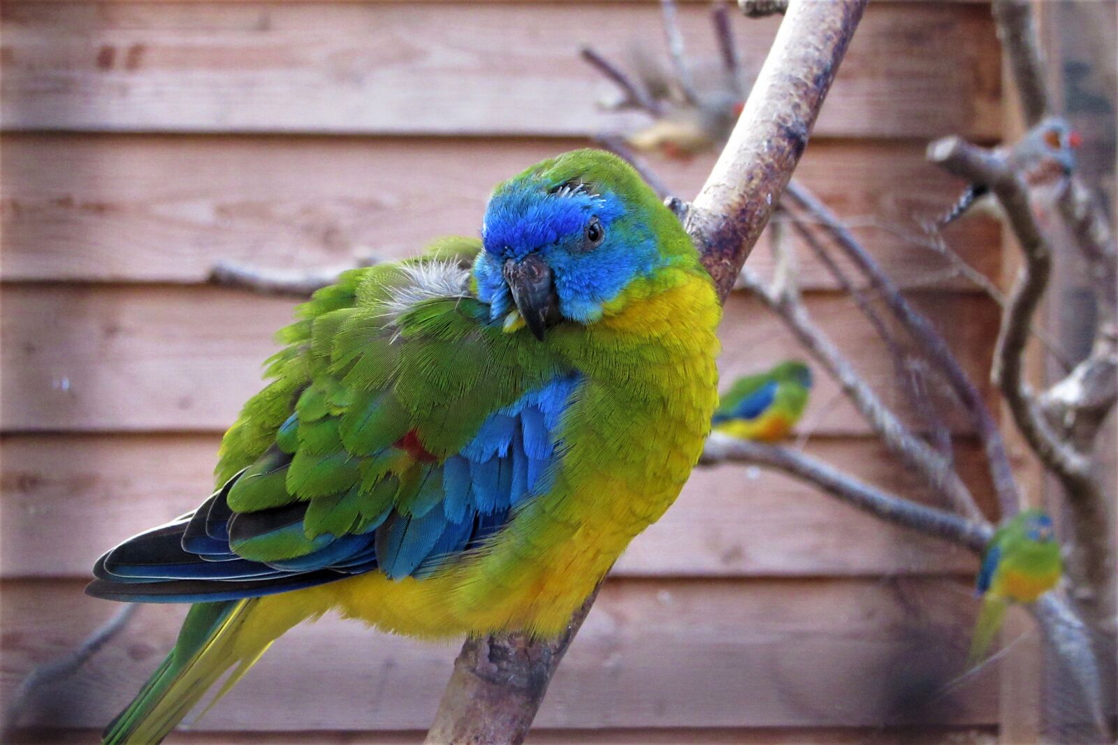 Canon PowerShot SX610 HS sample photo. Bird, coloured, nature photography