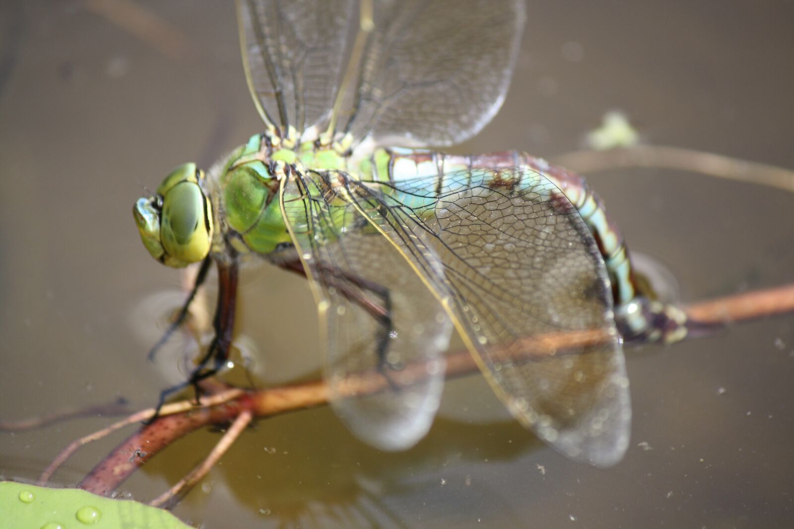 Canon EOS 1000D (EOS Digital Rebel XS / EOS Kiss F) sample photo. Dragonfly, insect, pond photography