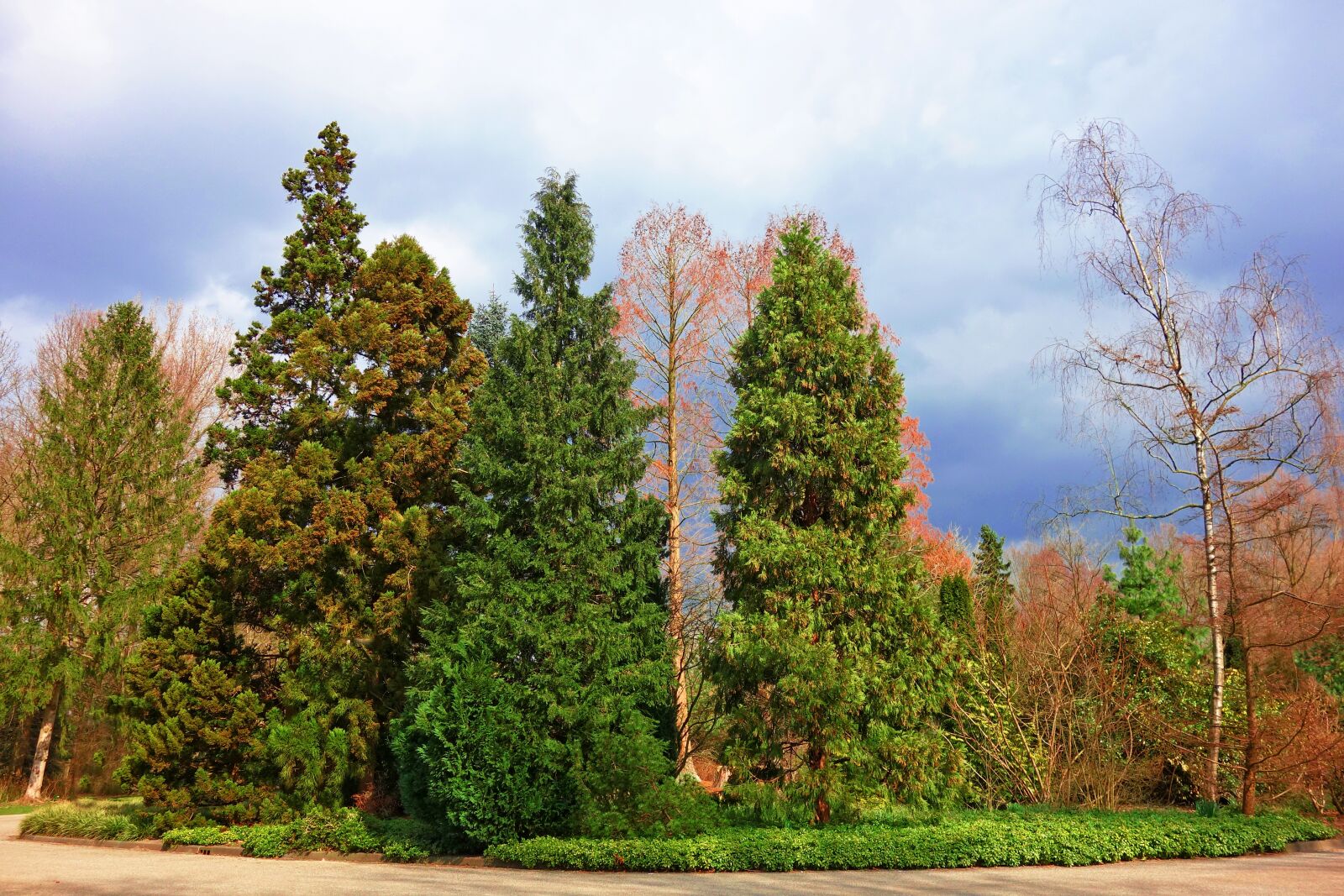 Sony Cyber-shot DSC-RX100 sample photo. Conifer, pine, pine tree photography