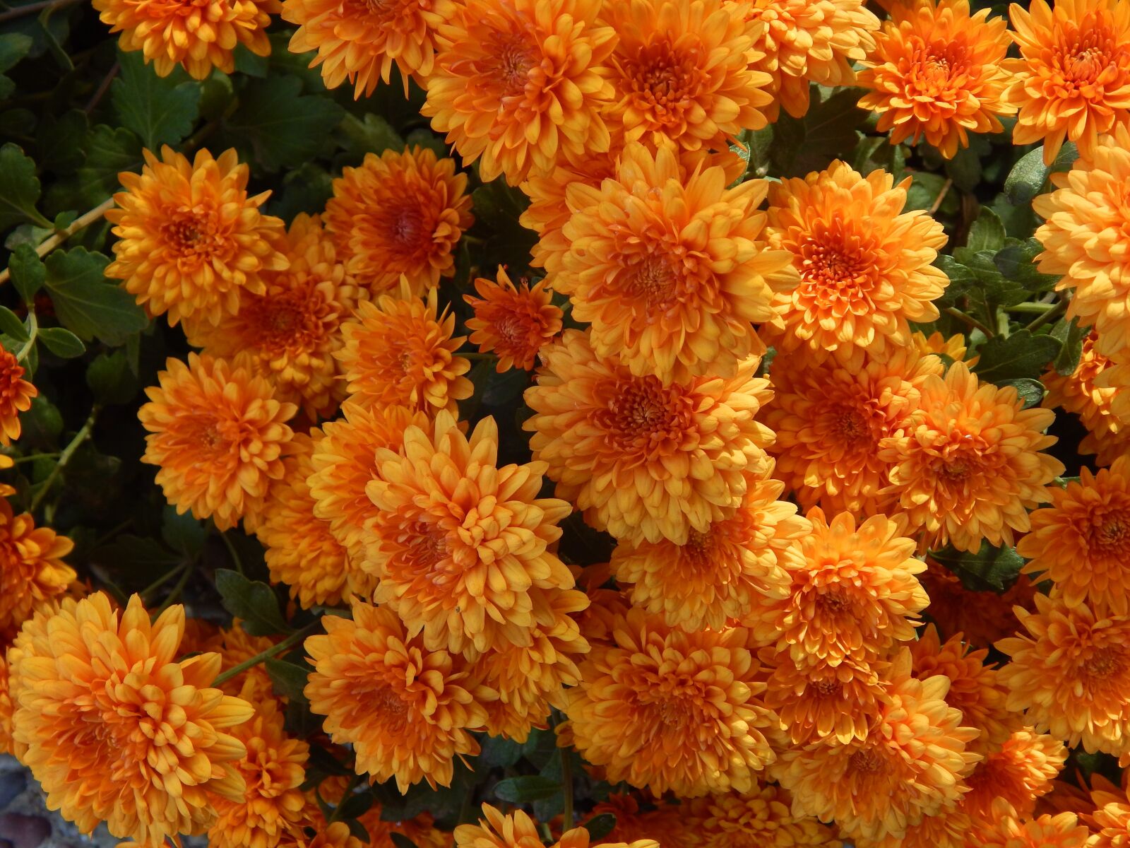 Nikon Coolpix L830 sample photo. Mums, autumn, orange photography