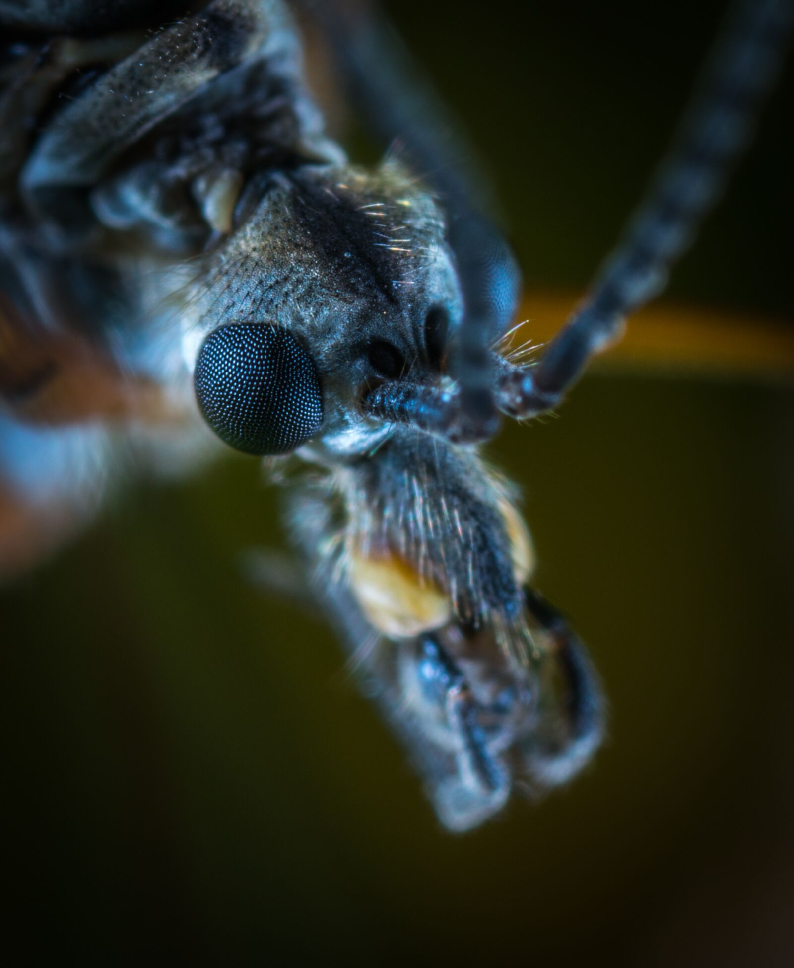 #124 65/2.8 sample photo. Mosquito dolgonogi, portrait, insect photography