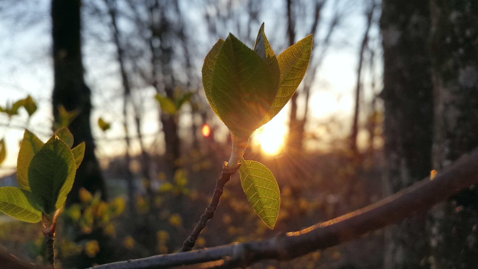 Samsung Galaxy Alpha sample photo. Spring, leaves, sun photography