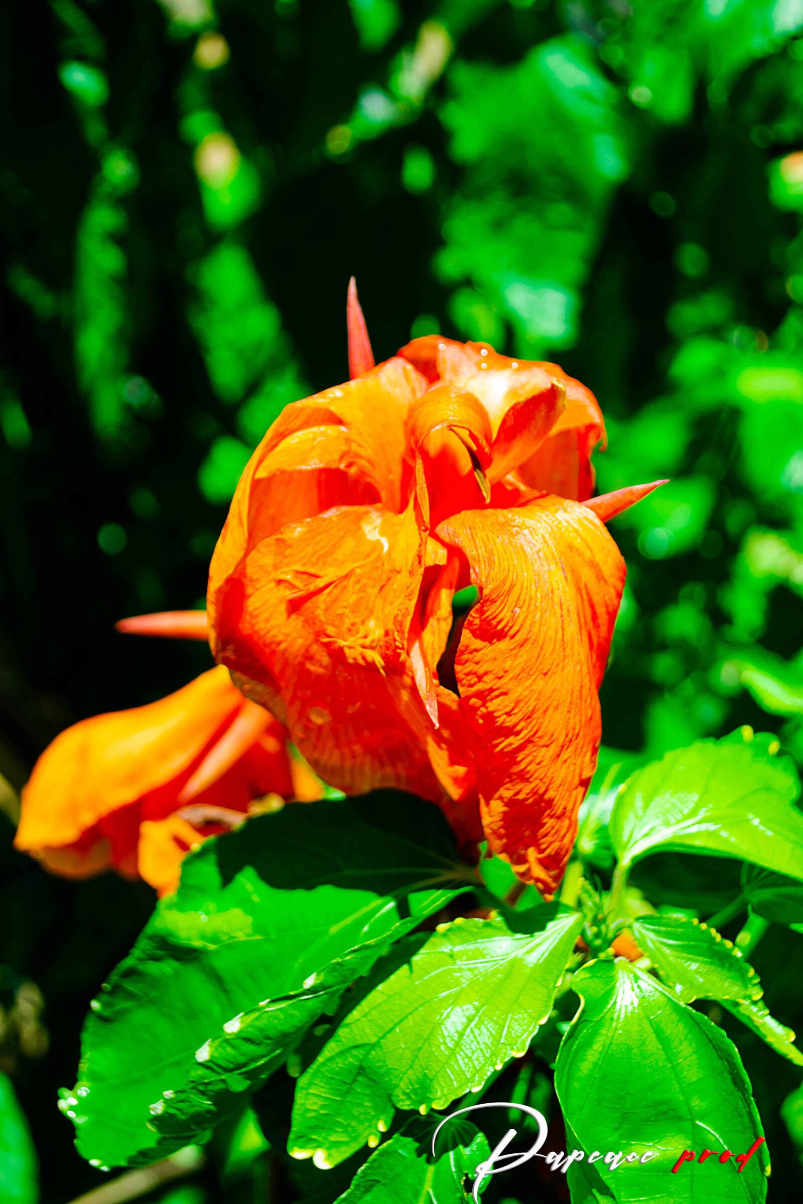 Nikon D3100 sample photo. Fleur, nature, papeace prod photography