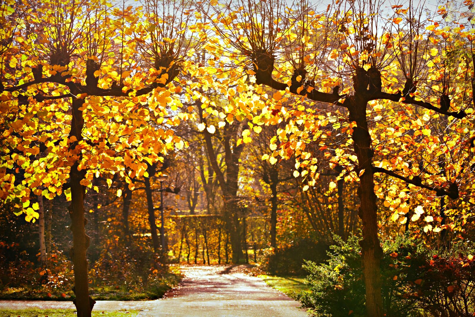 Nikon D750 sample photo. Pollard, tree, branches photography