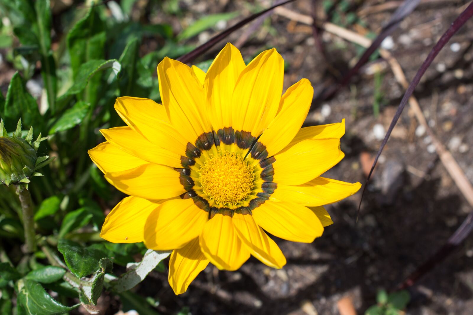Nikon D7200 sample photo. Gazania, hybrid, gold noon photography