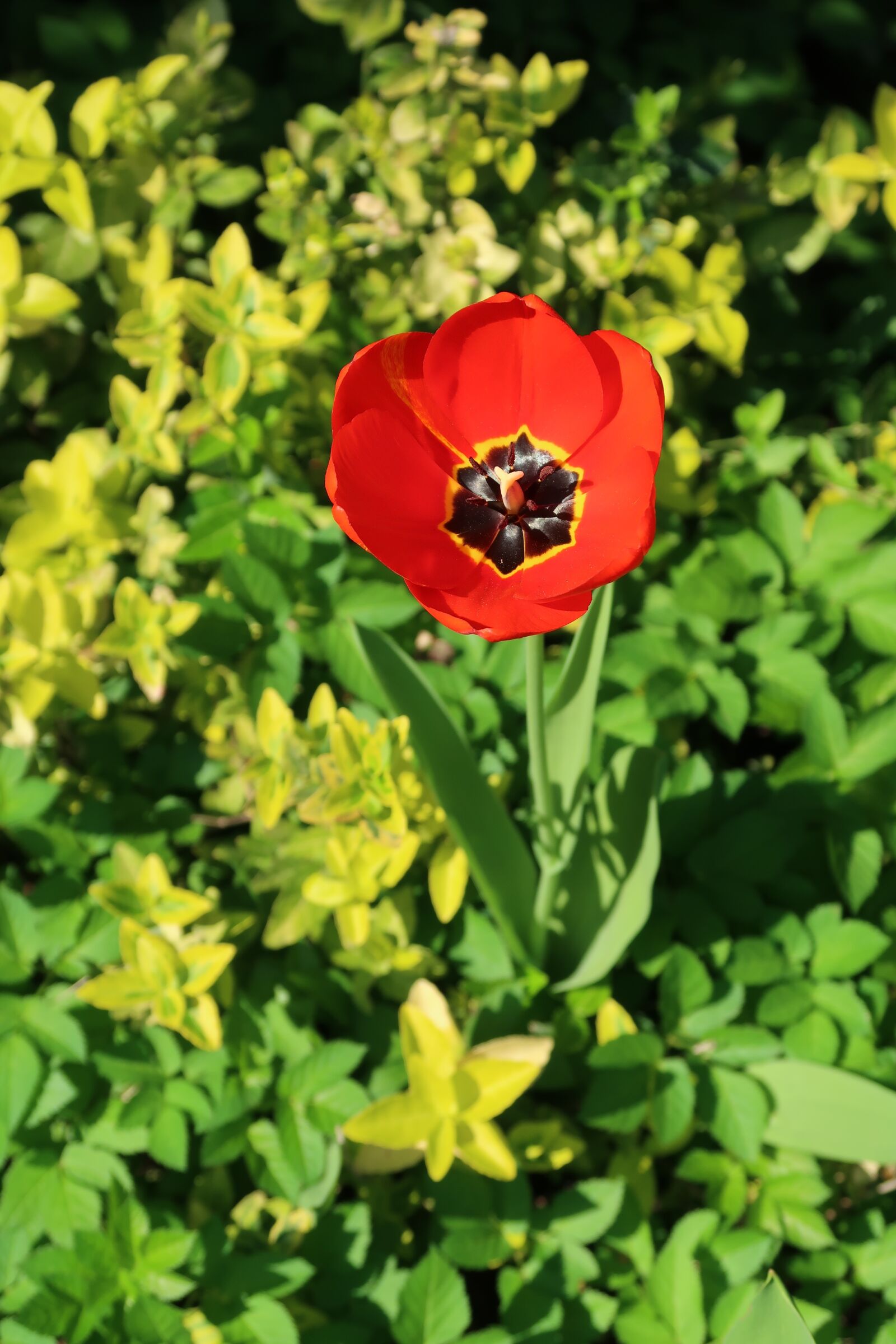Canon PowerShot G7 X Mark II sample photo. Tulip, flower, plant photography