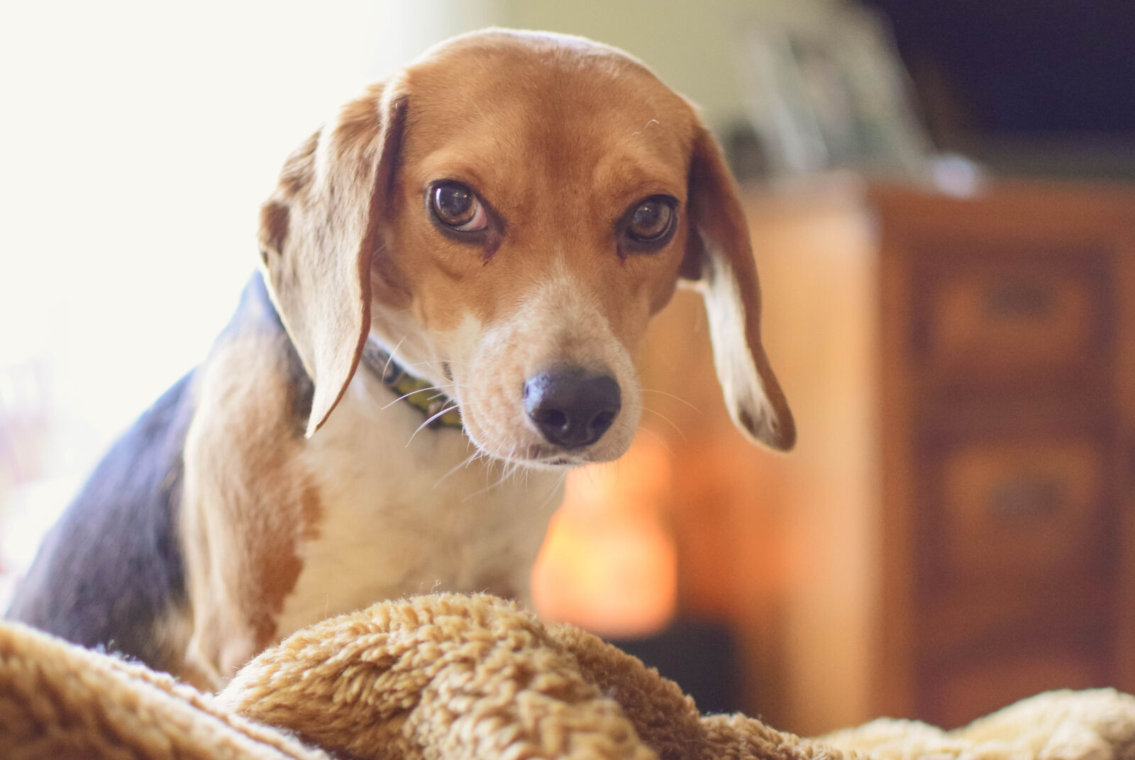 Nikon D5300 + Nikon AF-S DX Nikkor 35mm F1.8G sample photo. Beagle, dog, pets photography