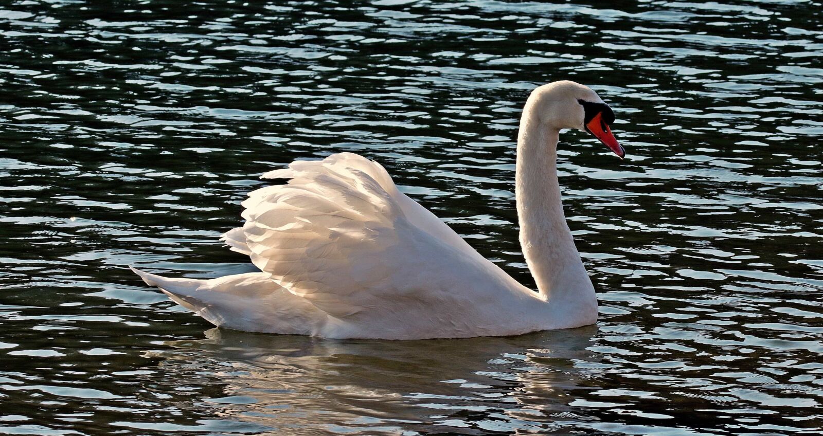 Canon EOS 80D sample photo. Water, swan, lake, nature photography
