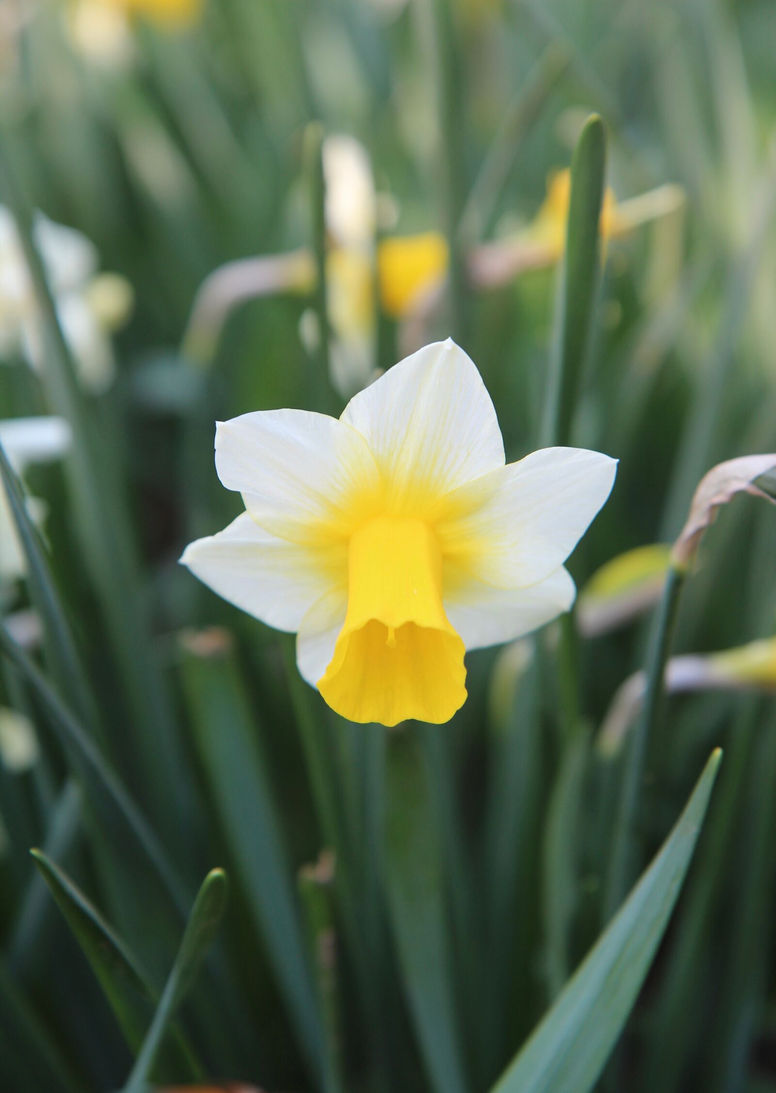 Canon EOS 600D (Rebel EOS T3i / EOS Kiss X5) sample photo. Narcissus, flowering, spring photography
