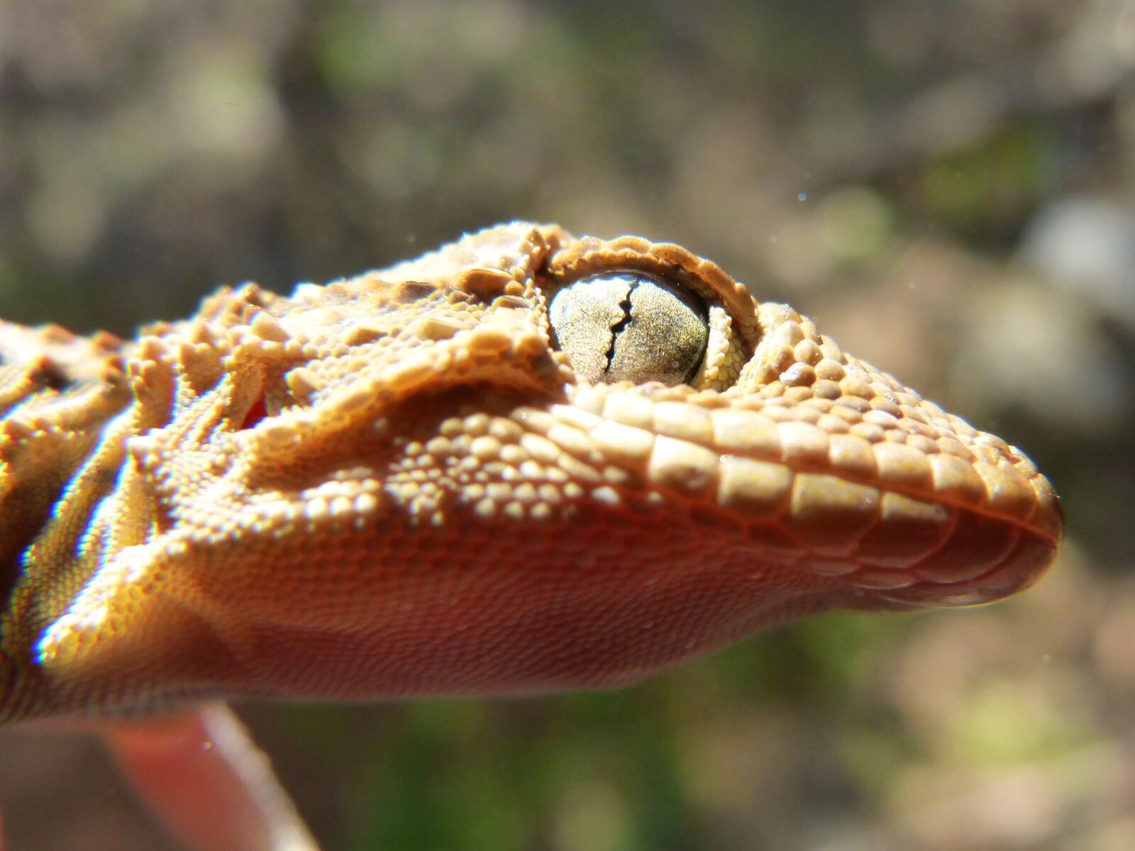 Panasonic DMC-FZ62 sample photo. Gecko, lizard, reptile photography