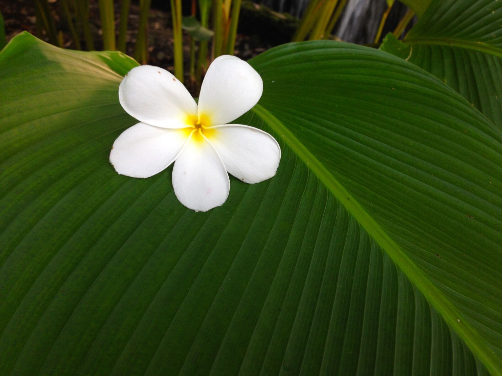 iPhone 5 back camera 4.12mm f/2.4 sample photo. Flower, green, nature photography