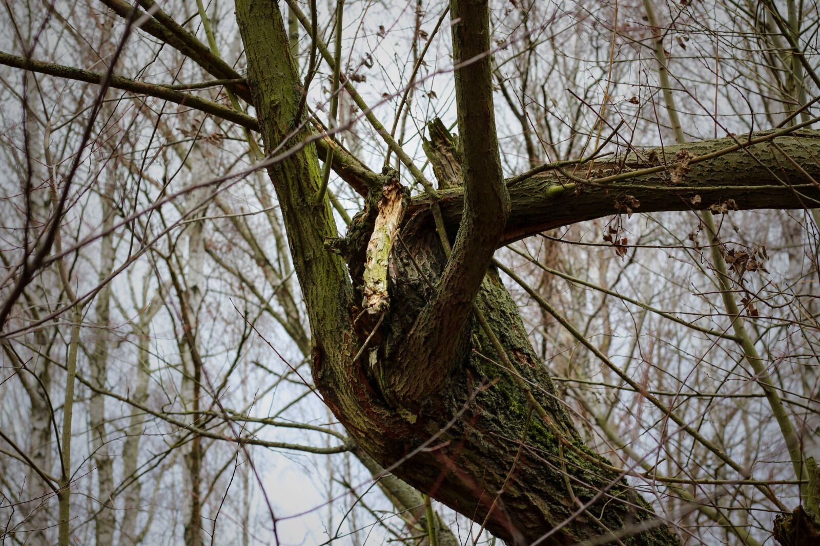 Canon EOS 700D (EOS Rebel T5i / EOS Kiss X7i) + Canon EF 50mm F1.8 STM sample photo. Branch, aesthetic, astgabelung photography