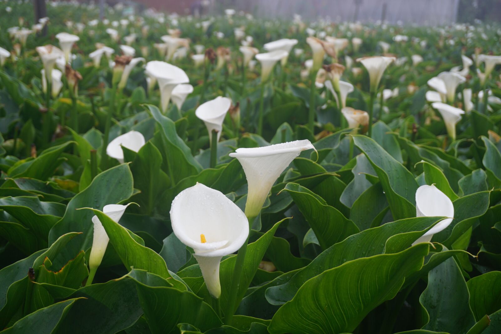 Sony E 16-50mm F3.5-5.6 PZ OSS sample photo. Calla, flower, plant photography
