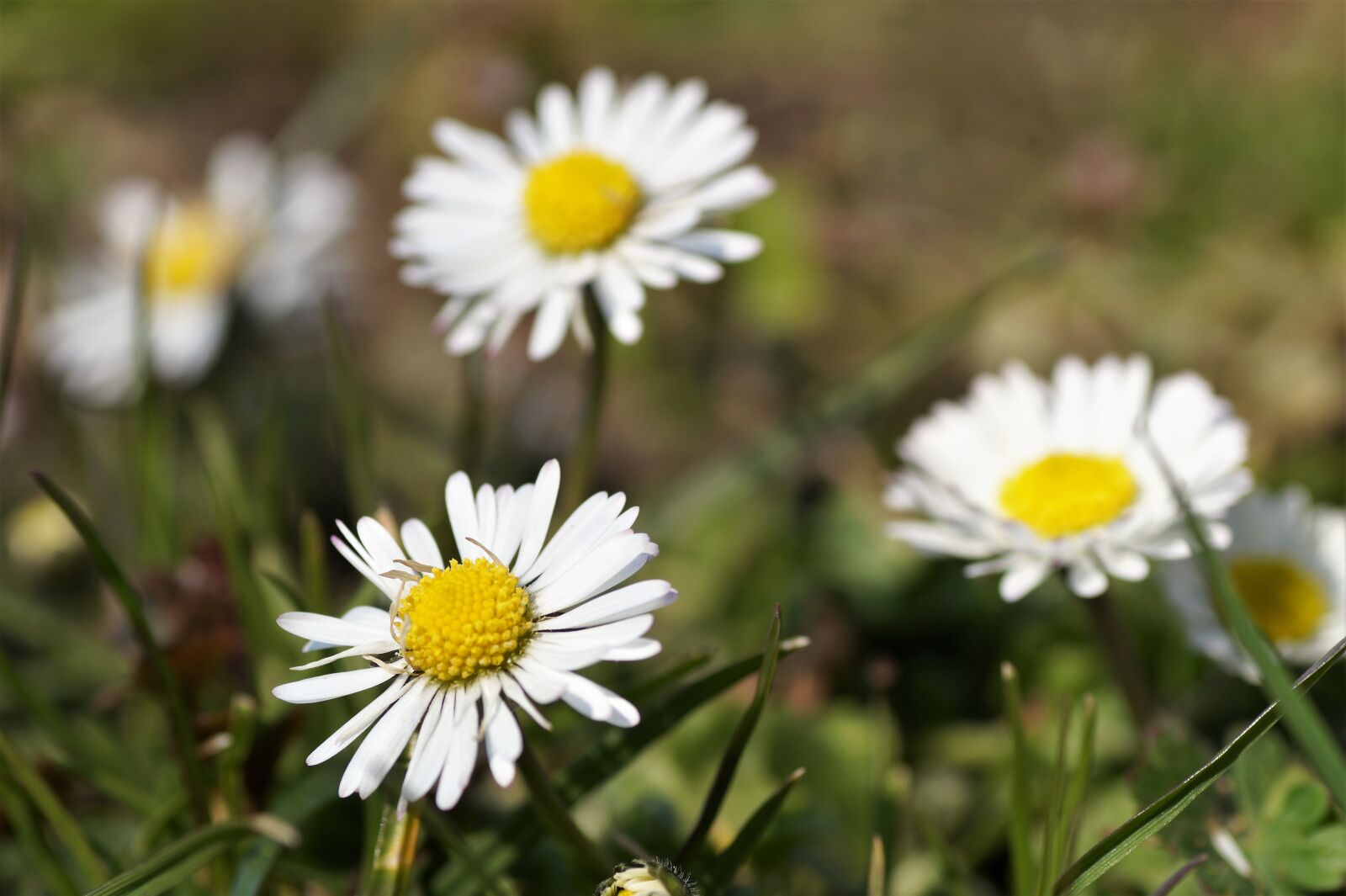 Sony SLT-A58 sample photo. Daisy, spring, vernal photography
