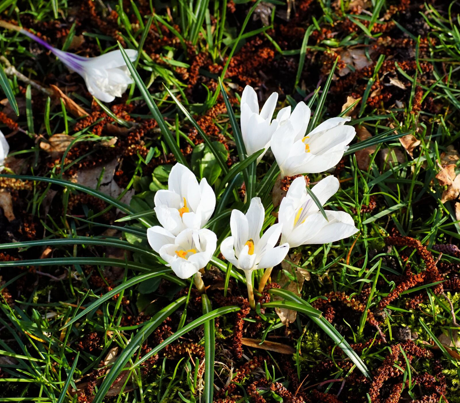 Sony SLT-A68 sample photo. Crocus, white, garden photography