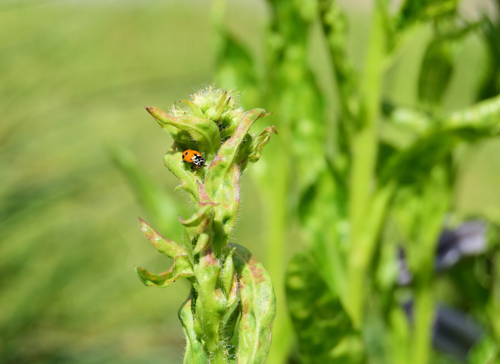 Nikon D5600 sample photo. Ladybug, flowers, spring photography