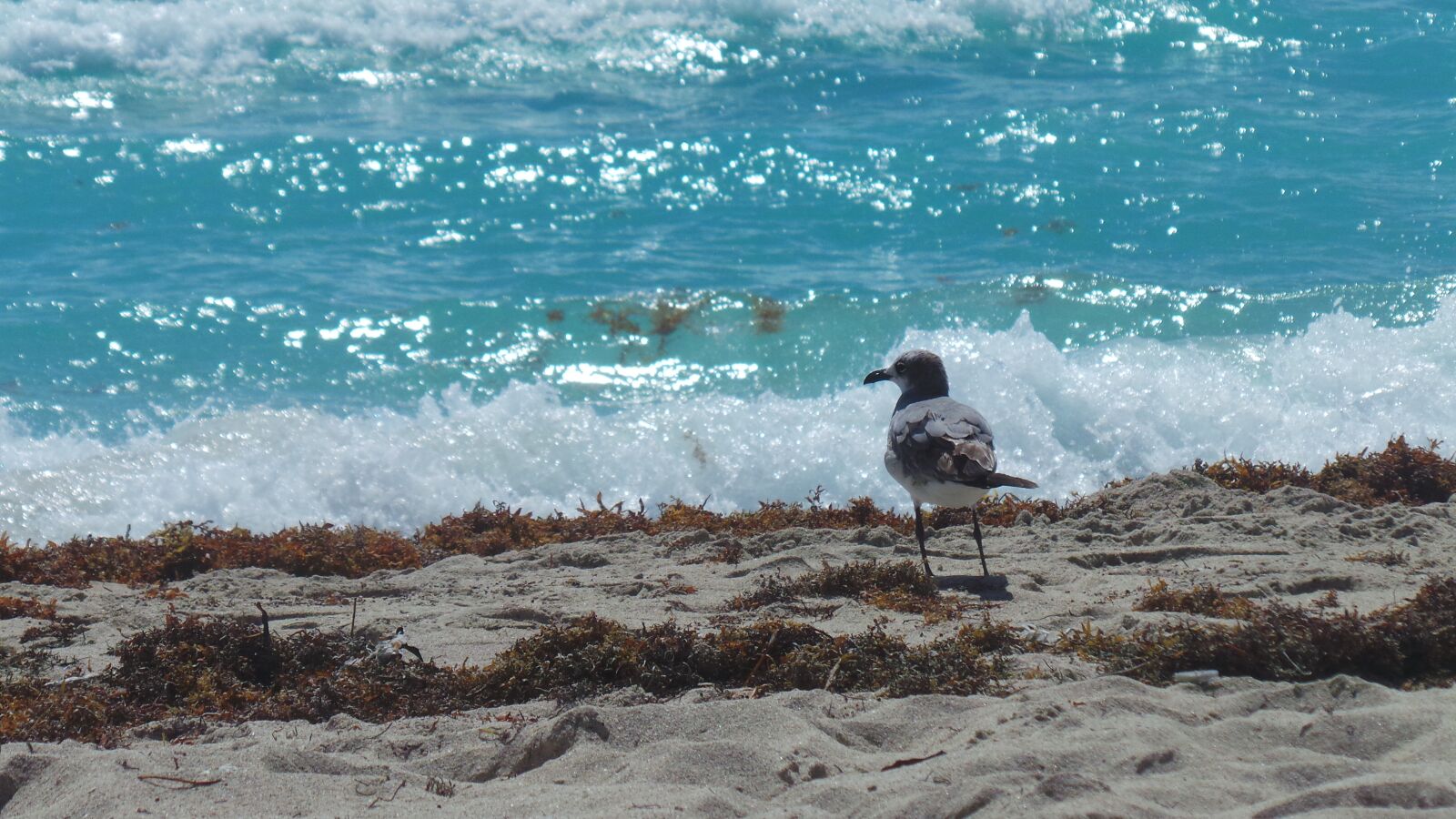 Samsung Galaxy Camera (Wi-Fi) sample photo. Seagull, sea, ave photography