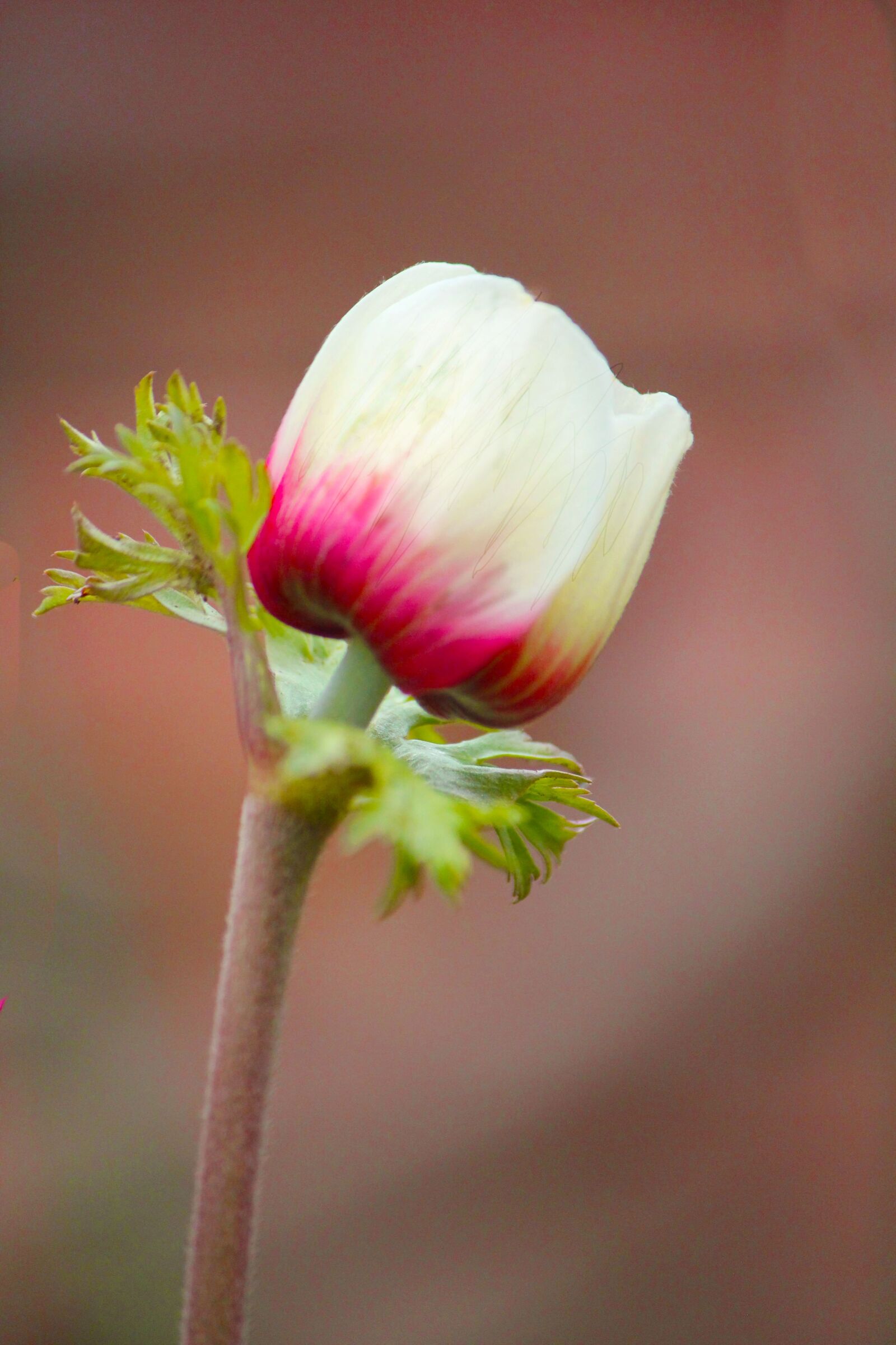 Canon EOS 550D (EOS Rebel T2i / EOS Kiss X4) sample photo. Beauty, individually, isolated photography