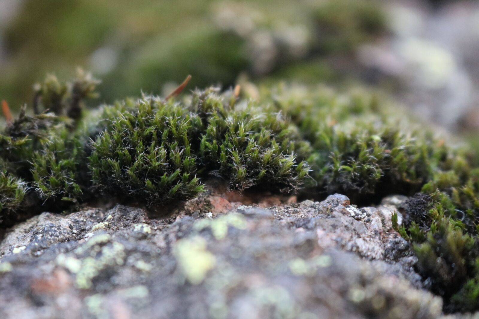 Canon EOS 750D (EOS Rebel T6i / EOS Kiss X8i) sample photo. Moss, nature, macro photography