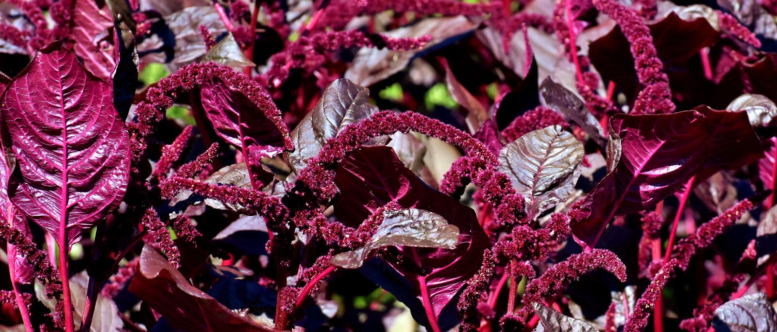 Nikon D7200 sample photo. Plant, red, bloom photography