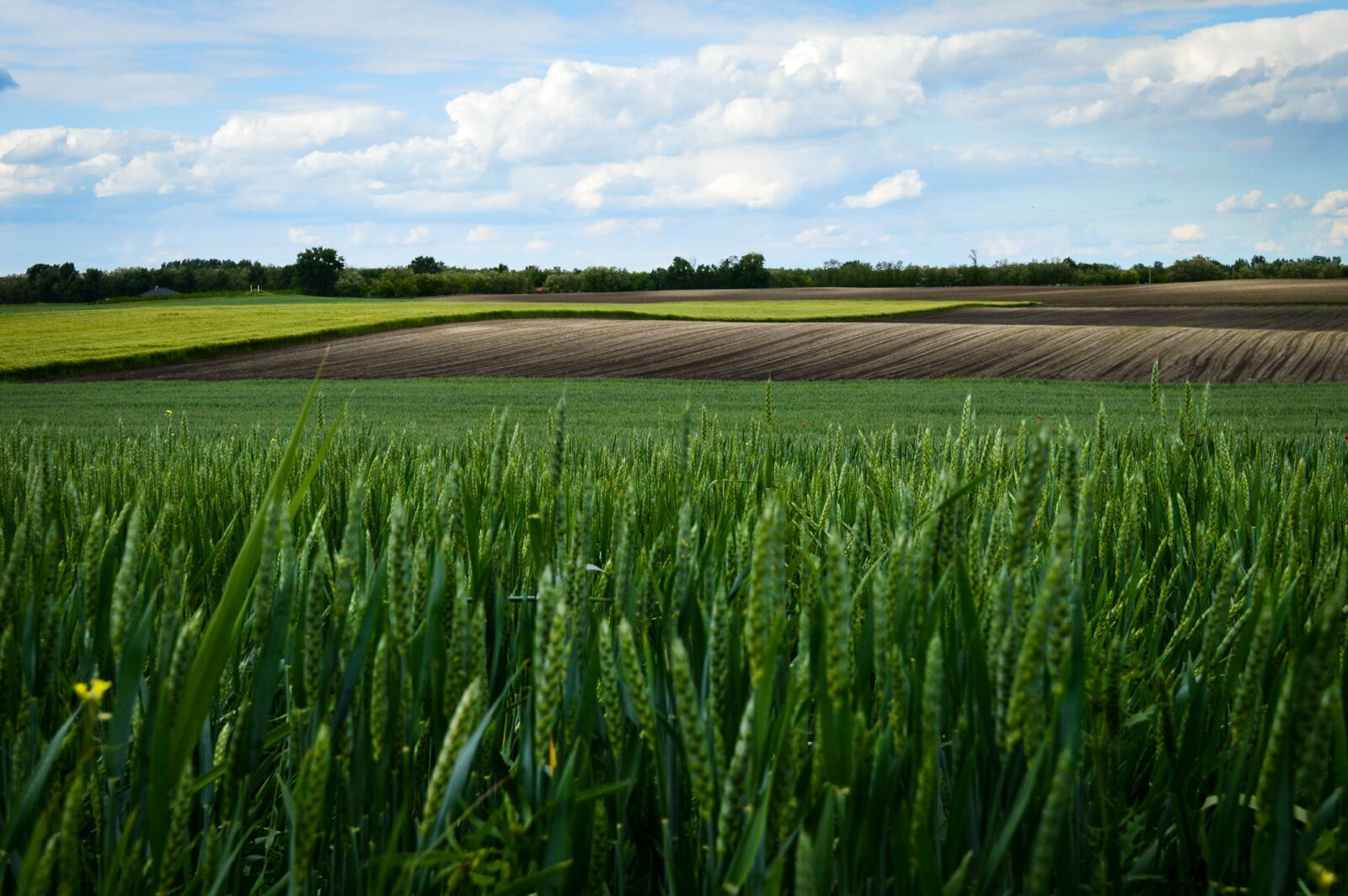 Nikon D3200 sample photo. Landscape, wheat field, green photography