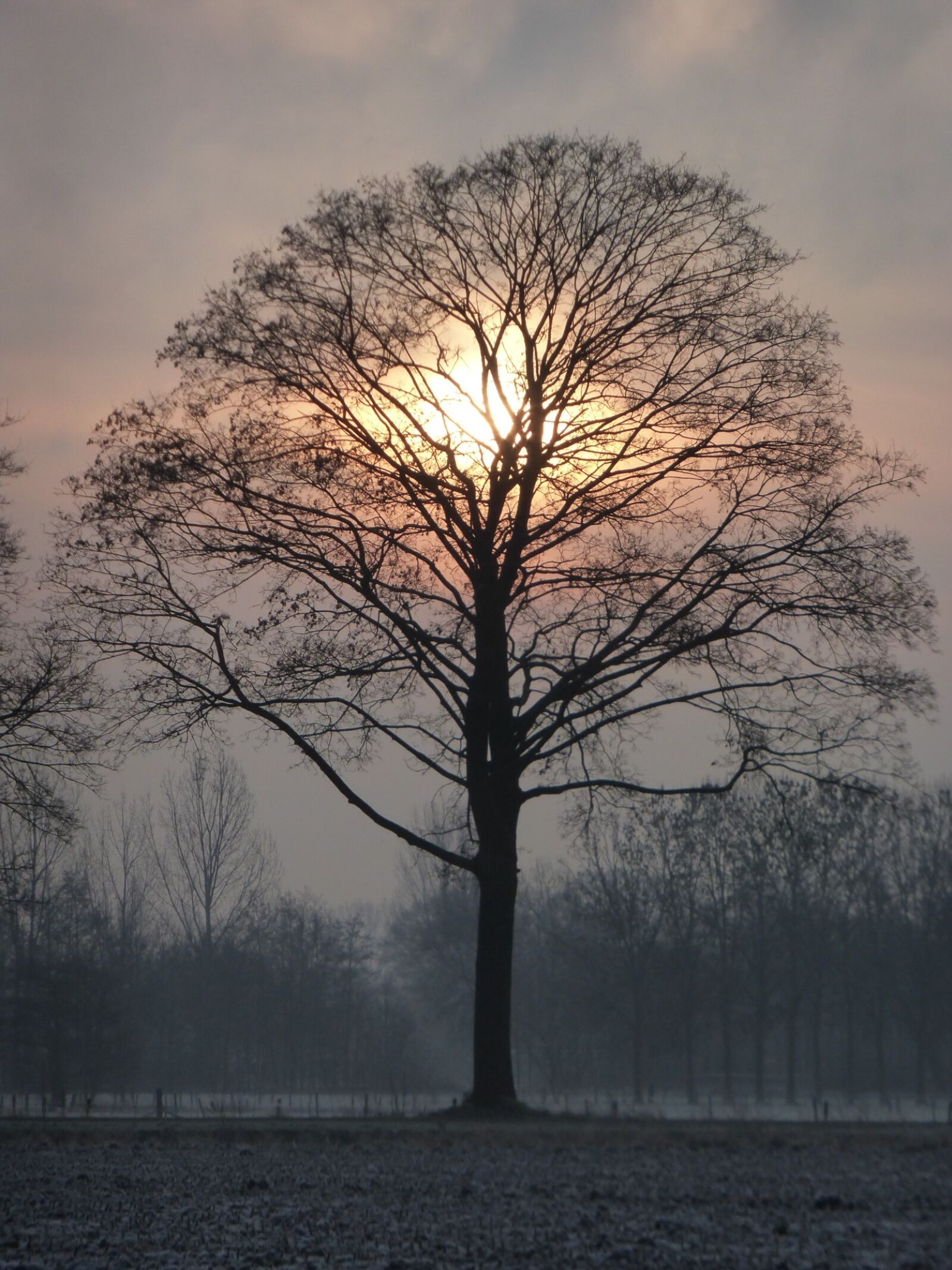 Panasonic Lumix DMC-ZS25 (Lumix DMC-TZ35) sample photo. Sunrise, nature, tree photography