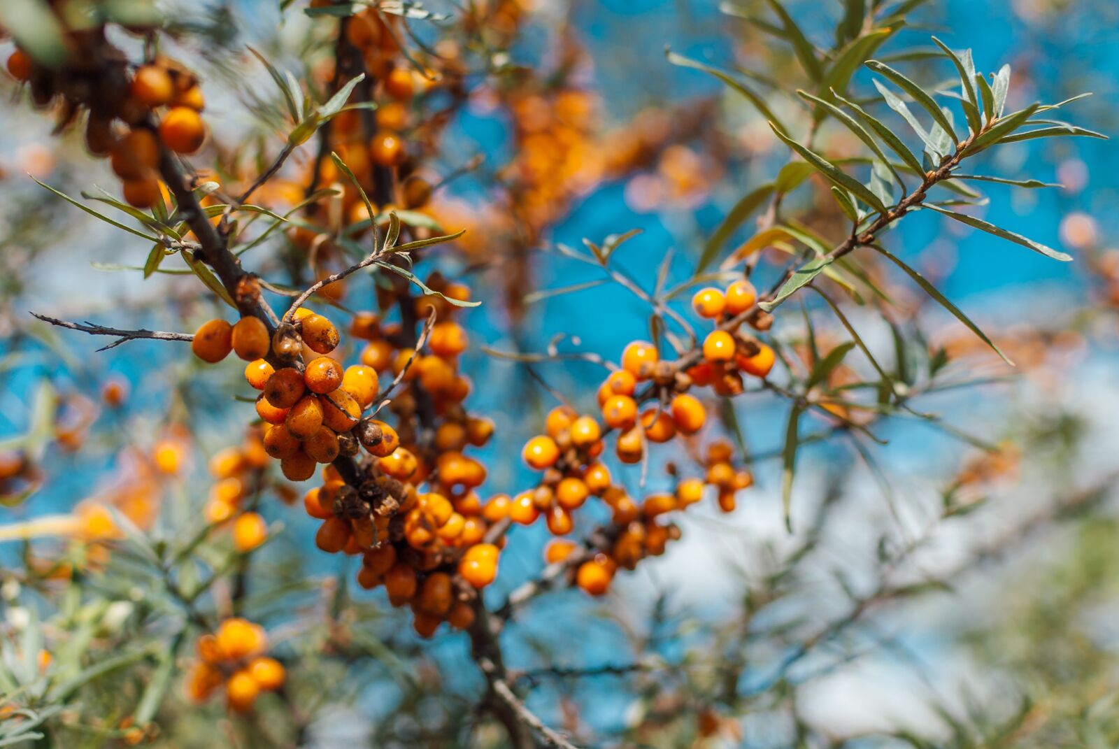 Nikon D200 sample photo. Fruit, branch, sea buckthorn photography