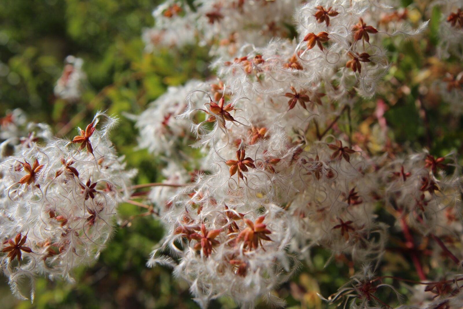 Canon EOS 600D (Rebel EOS T3i / EOS Kiss X5) sample photo. Wild flower, nature, flower photography