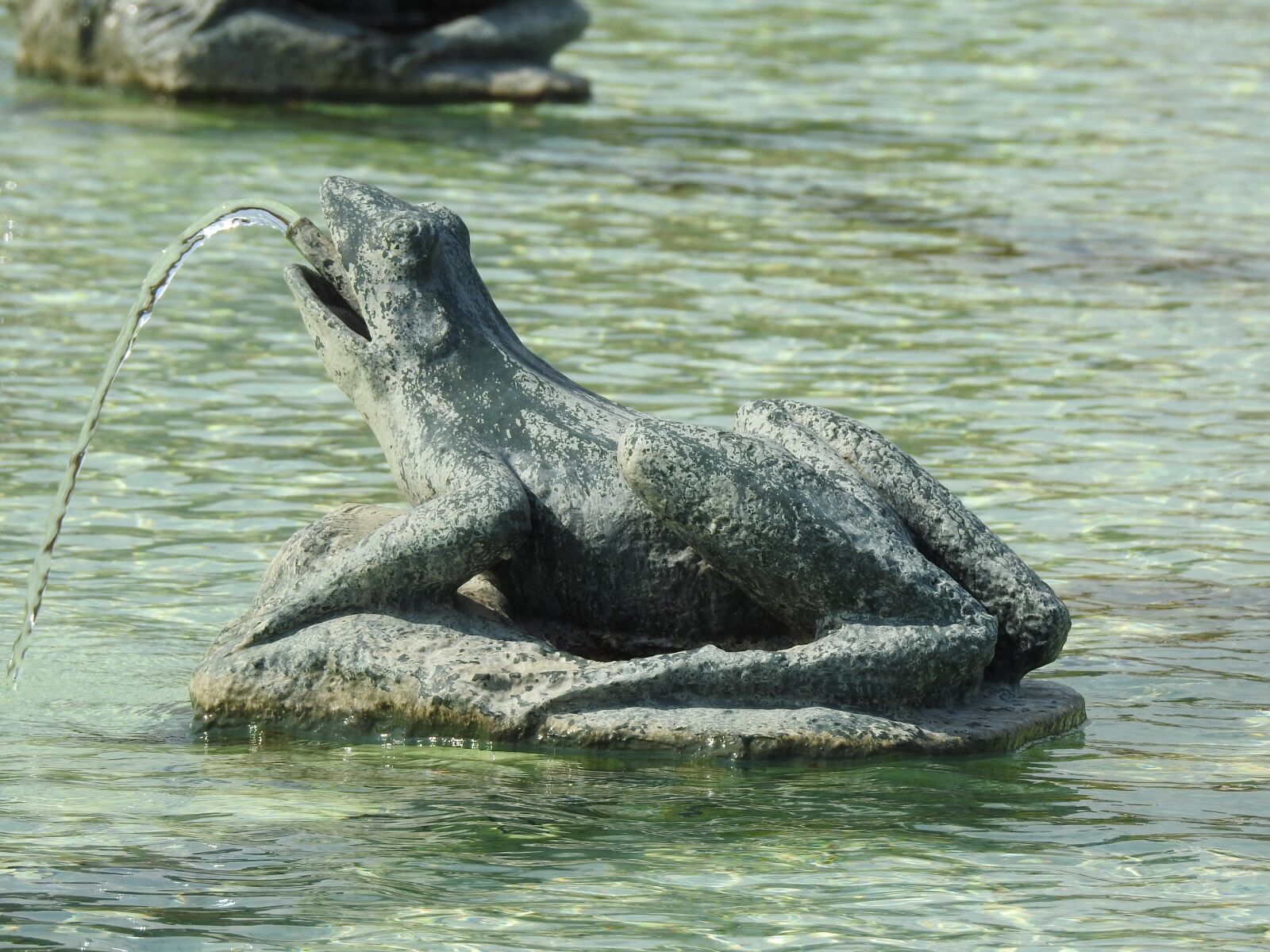Nikon Coolpix P900 sample photo. Basin, frog, amphibian photography