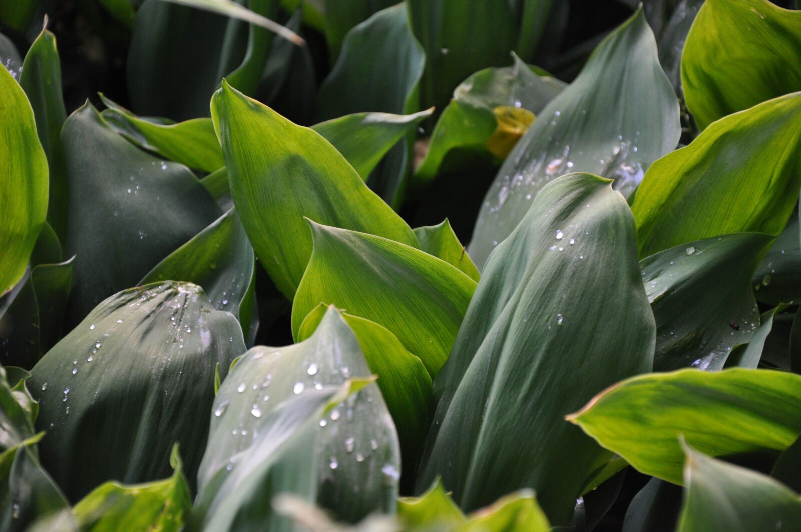 Nikon D90 sample photo. Lily of the valley photography
