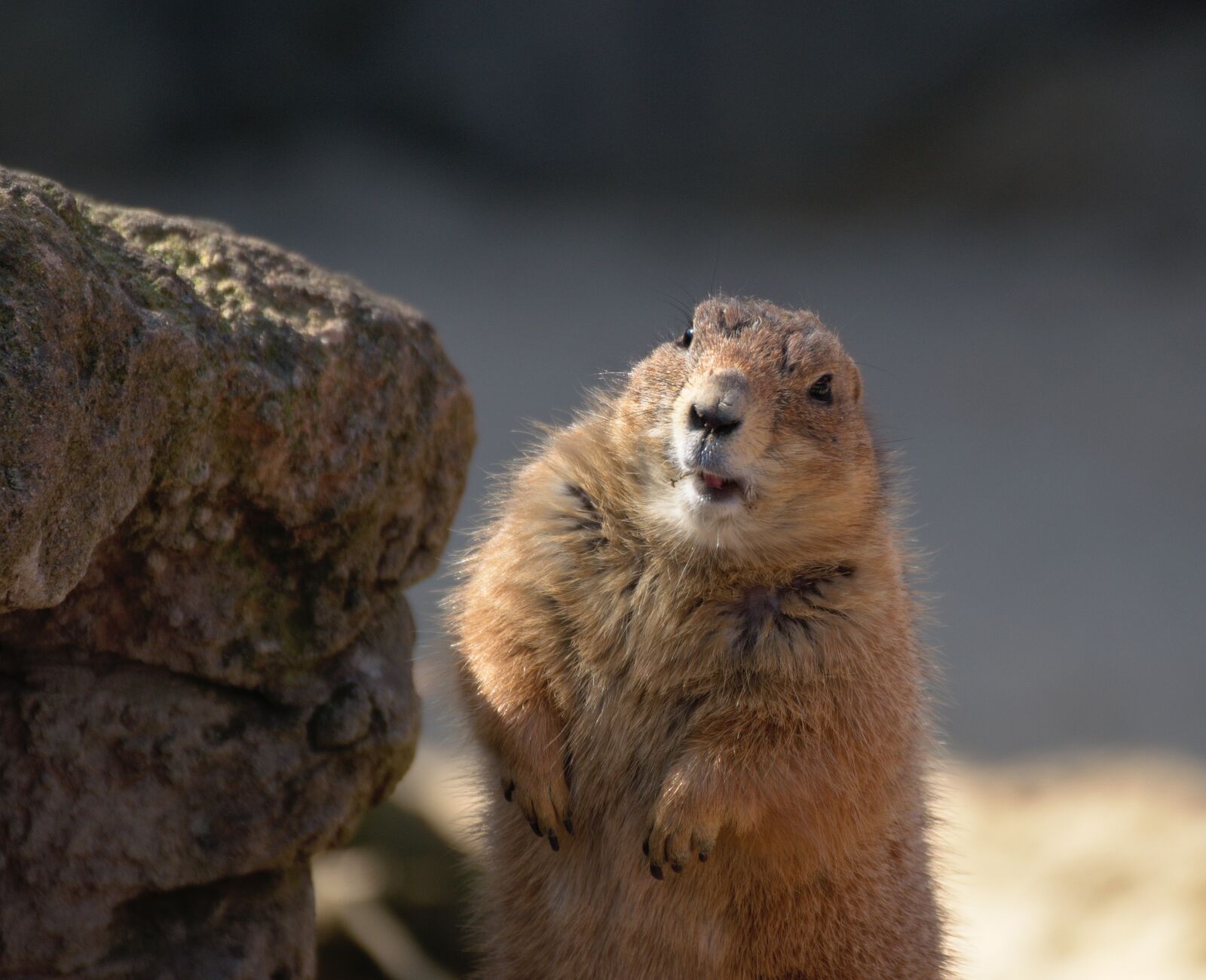 Nikon D3300 sample photo. Meerkat, prairie dog, sweet photography