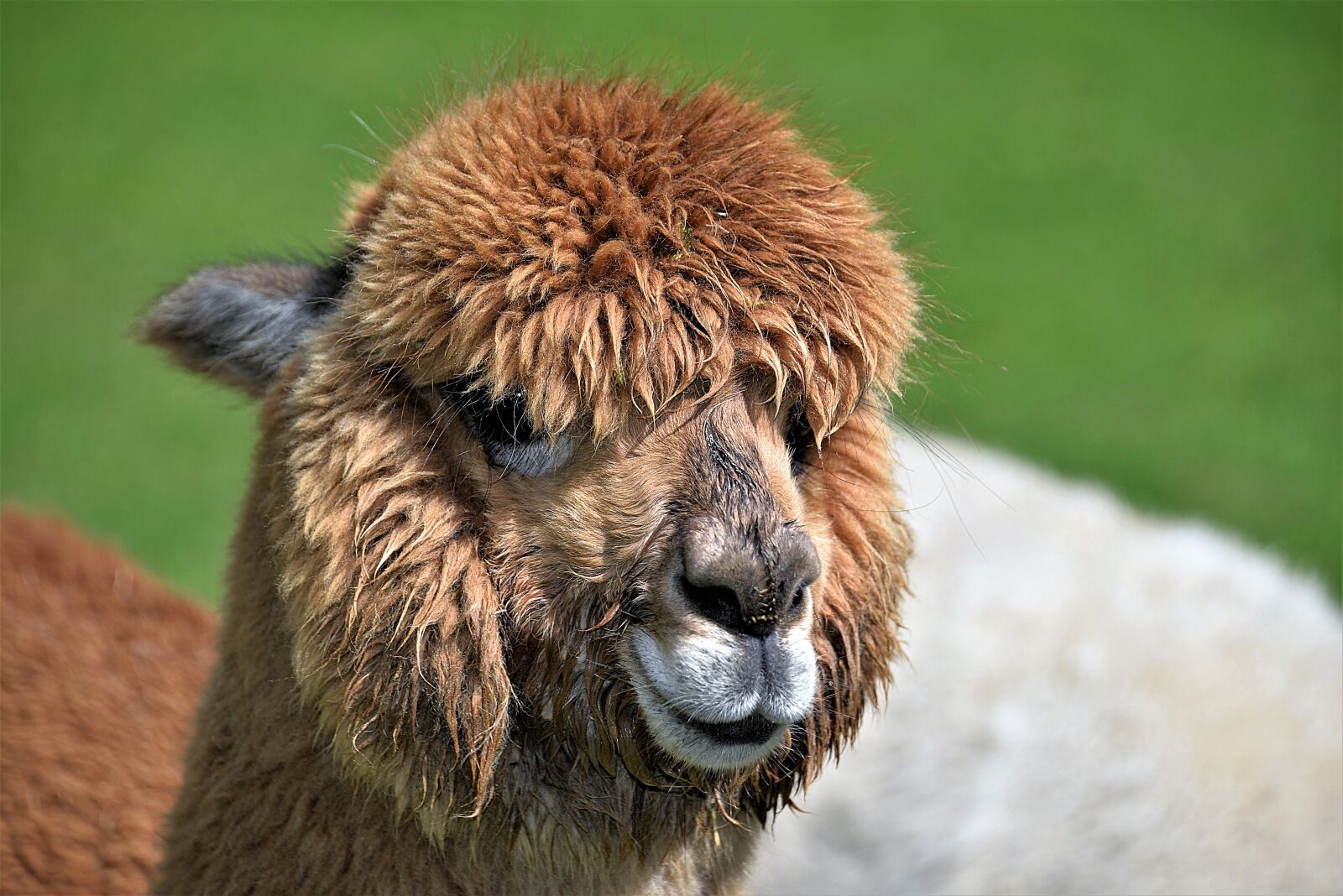 Nikon D610 sample photo. Animal portrait, alpaca, brown photography