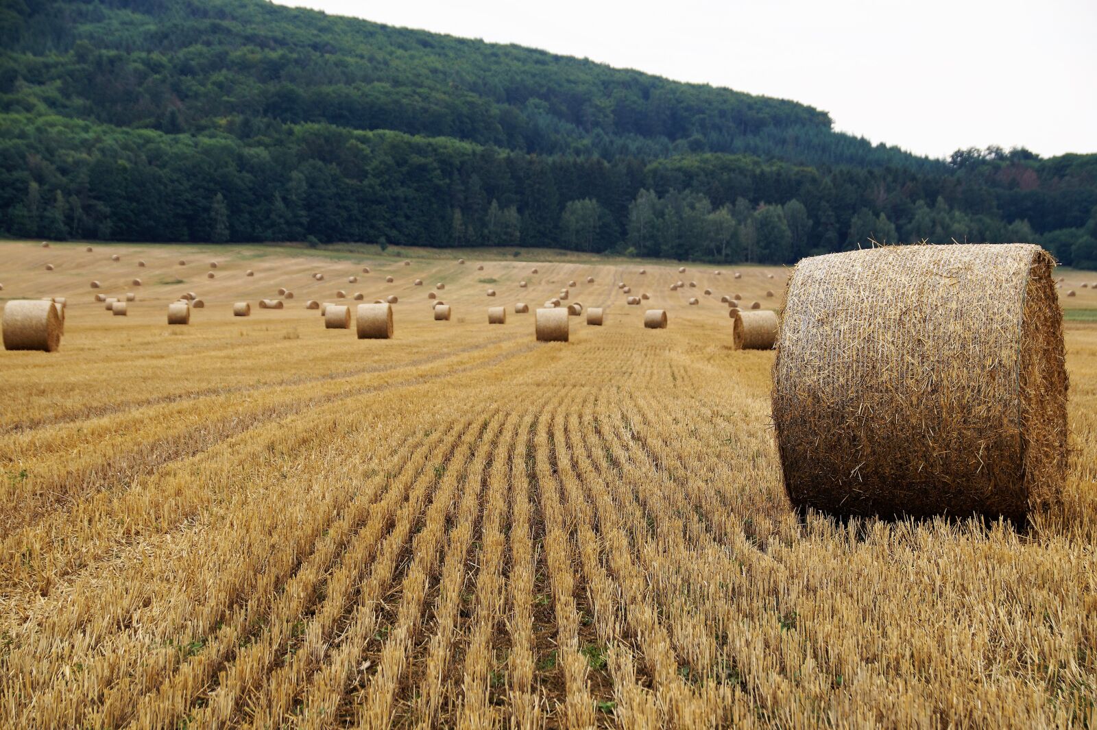 Sony SLT-A58 sample photo. Field, harvested, bale of photography