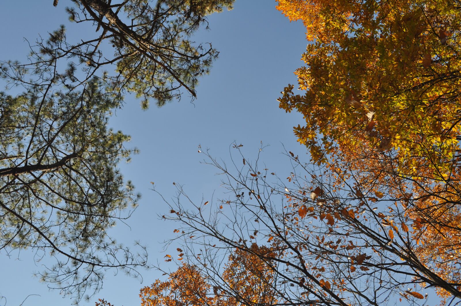 Nikon D5000 sample photo. Autumn, sky, autumn leaves photography
