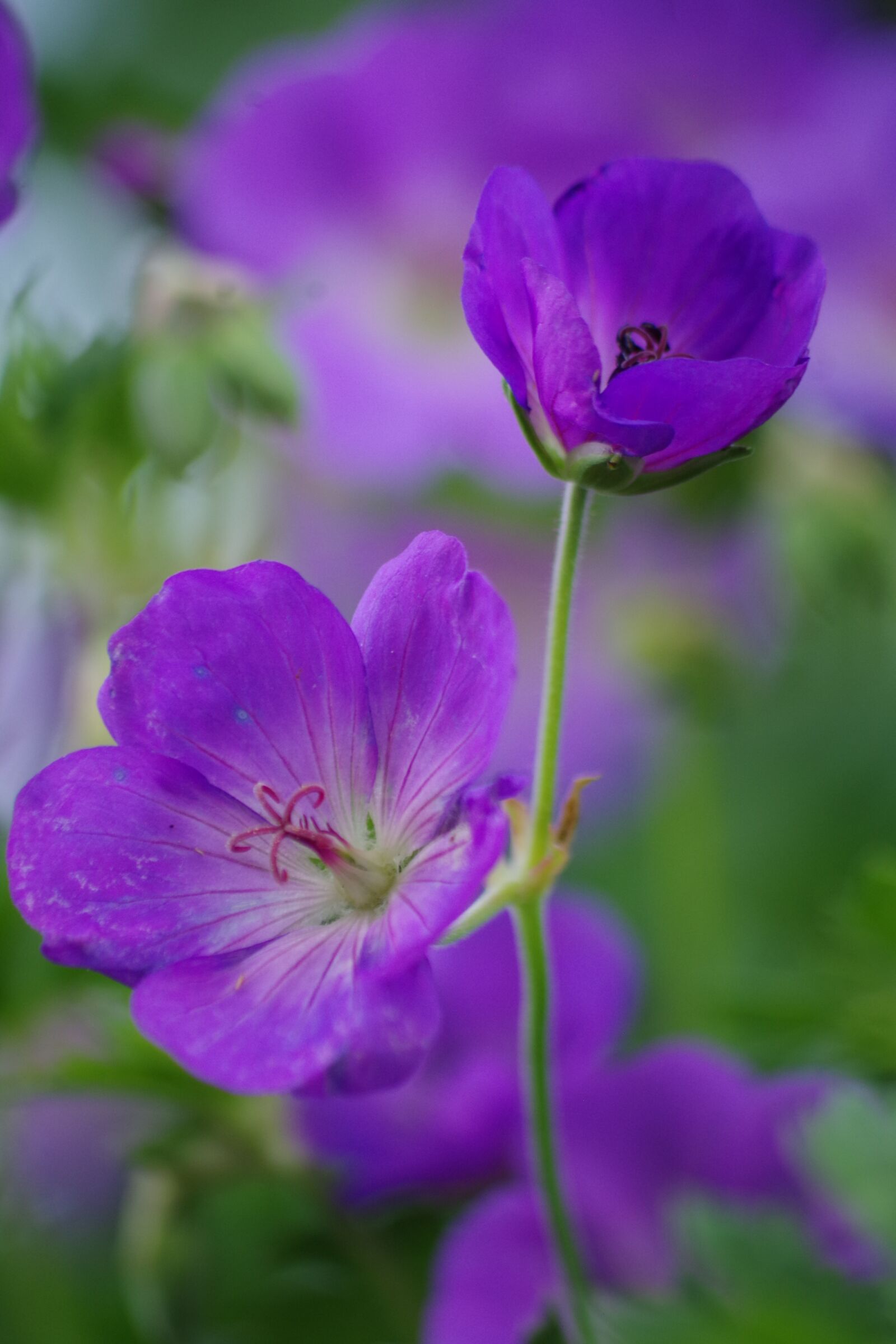 Pentax K-S2 sample photo. Cranesbill, flower, garden photography