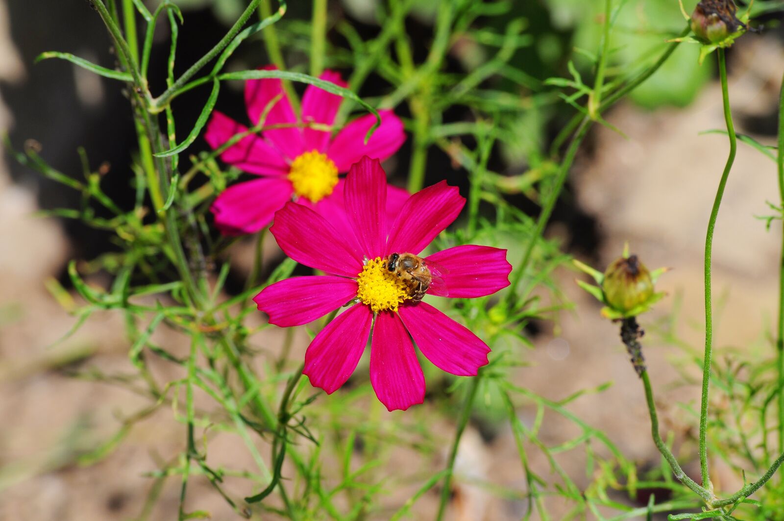 Nikon D5000 sample photo. Garden cosmos, flower, pink photography