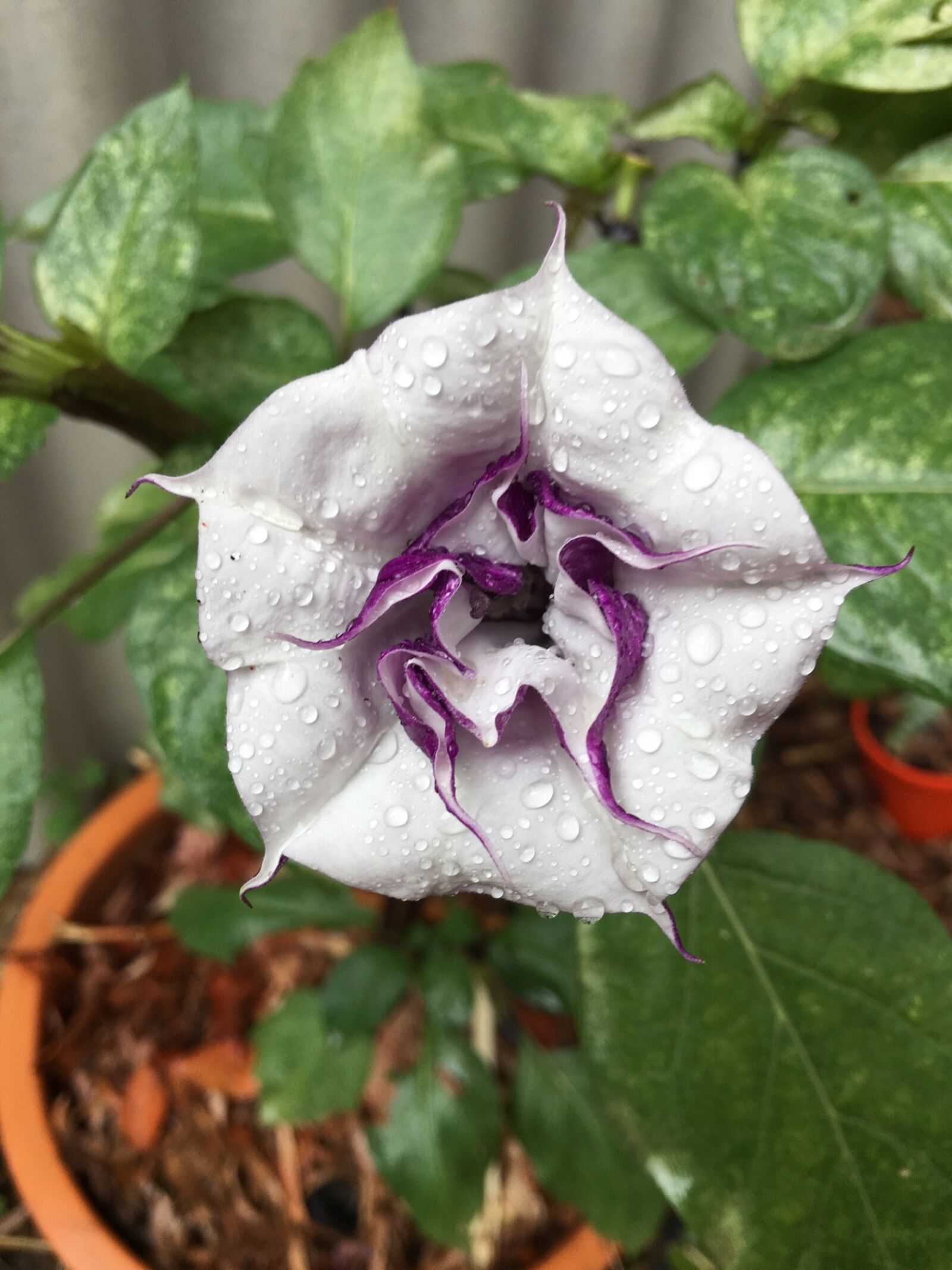 Apple iPhone 6s Plus sample photo. Datura, flower, angel's trumpet photography