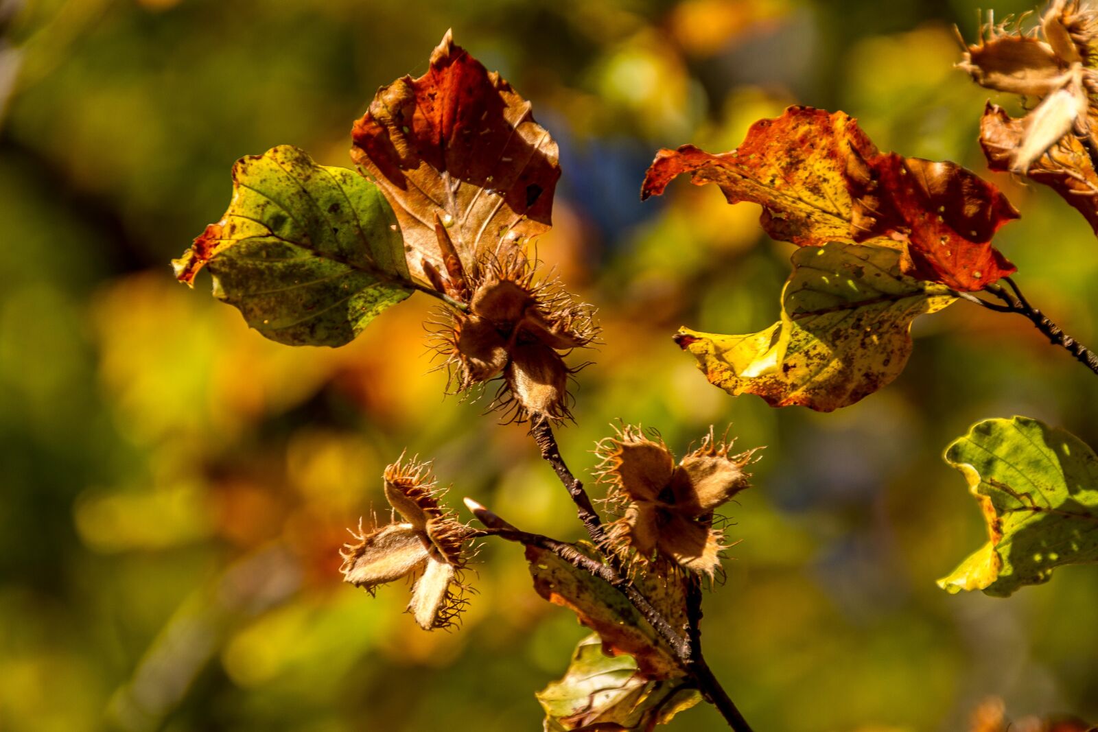 Canon EOS 7D sample photo. Hazelnuts, autumn, faded photography