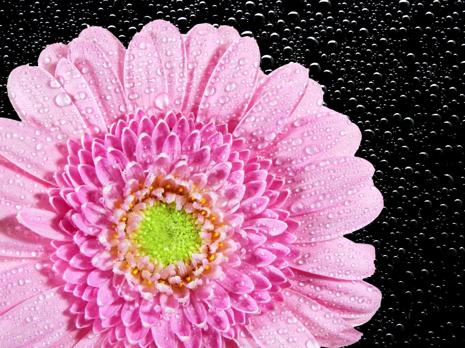 Nikon Coolpix P900 sample photo. Chrysanthemum, flower, nature photography