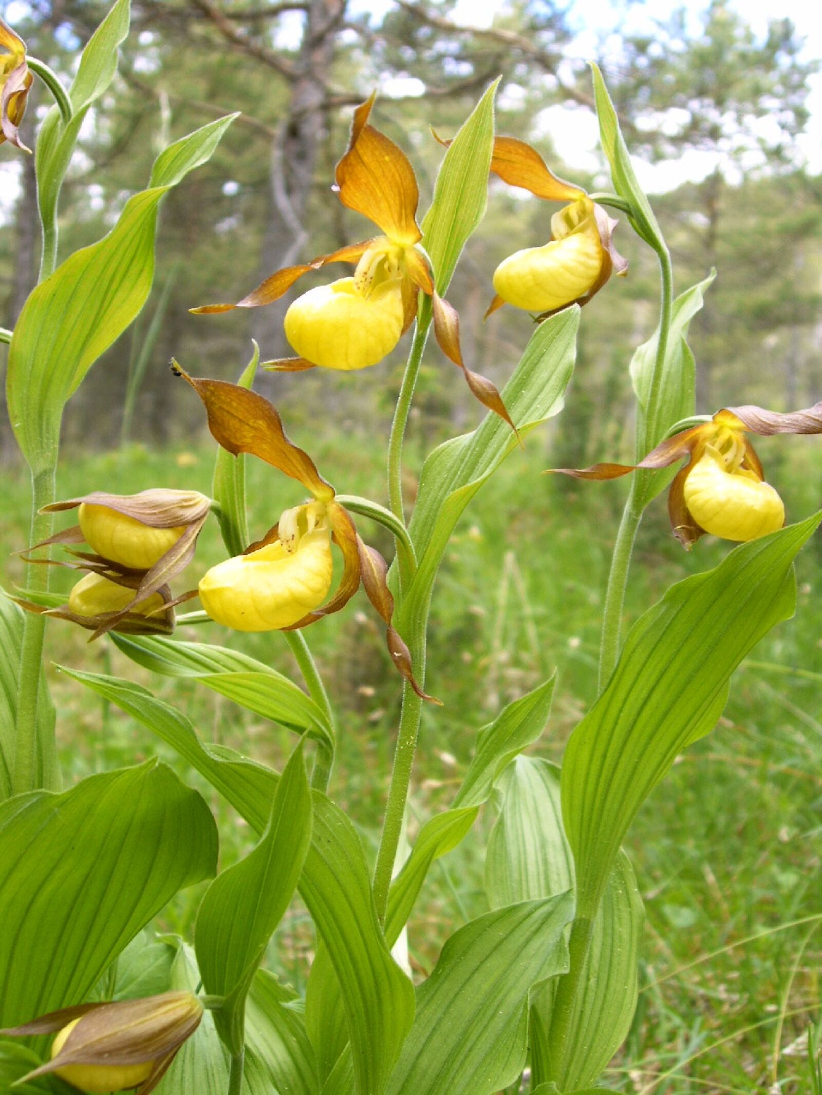 Digital Camera ND-4020 Digital Camera sample photo. Women shoe orchids, orchid photography