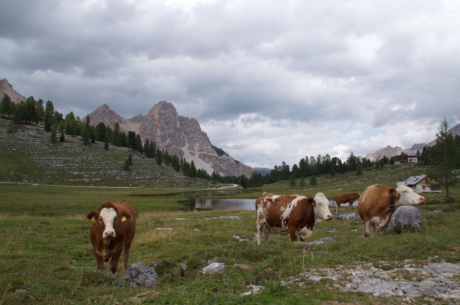 Nikon D5000 sample photo. Cows, gray, mountain photography