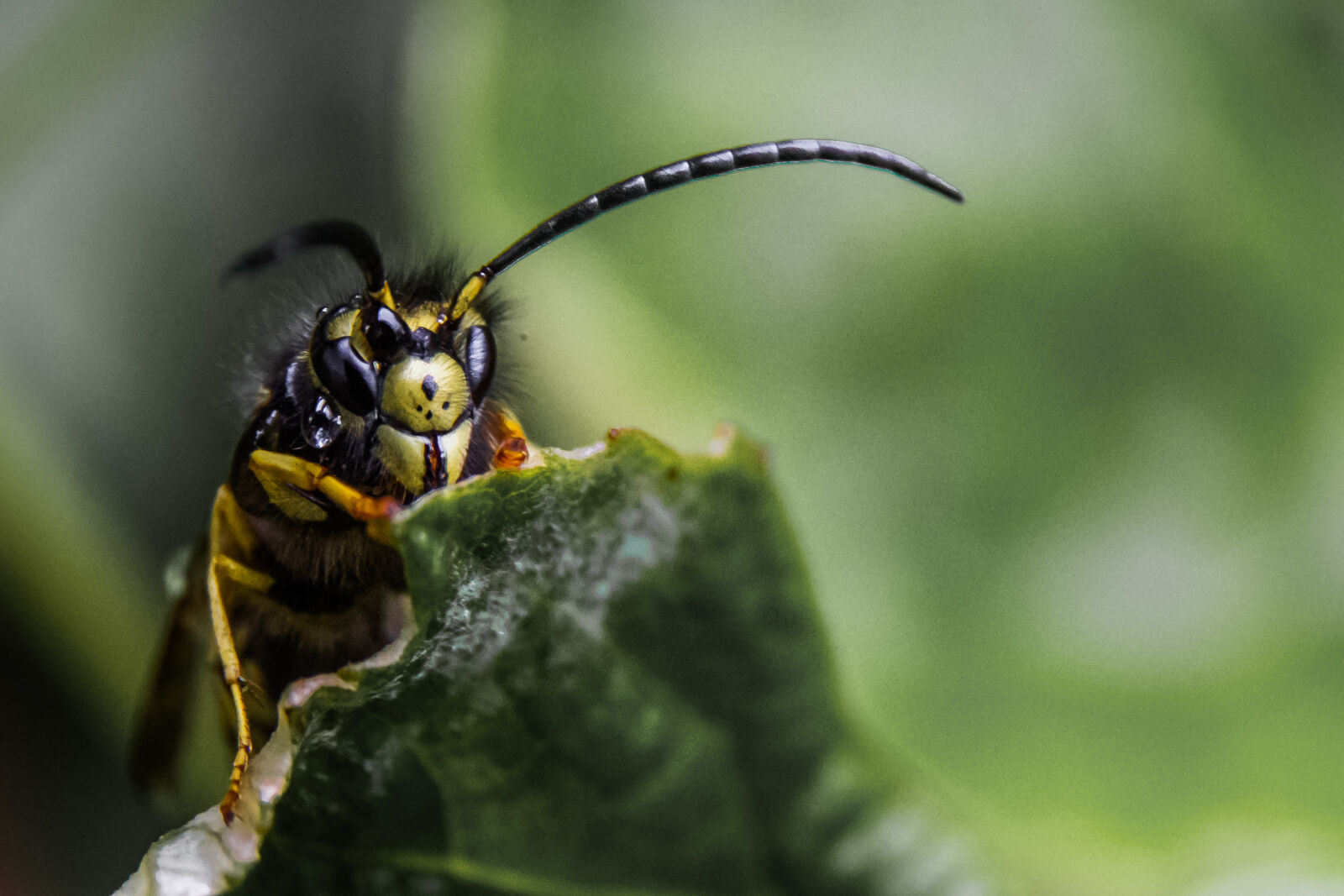 Canon EOS 7D + Sigma 17-70mm F2.8-4 DC Macro OS HSM sample photo. Leaves, insect, wasp, closeup photography