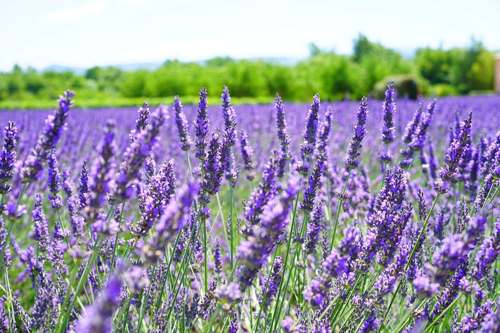 Sony a7 + Sony Sonnar T* FE 55mm F1.8 ZA sample photo. Lavender flowers, violet, flowers photography