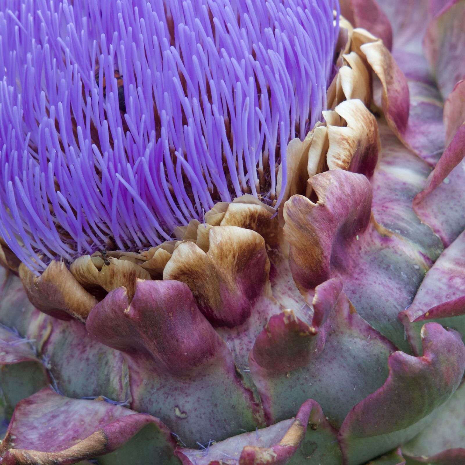 Canon PowerShot G3 X sample photo. Artichoke, artichoke flower, violet photography