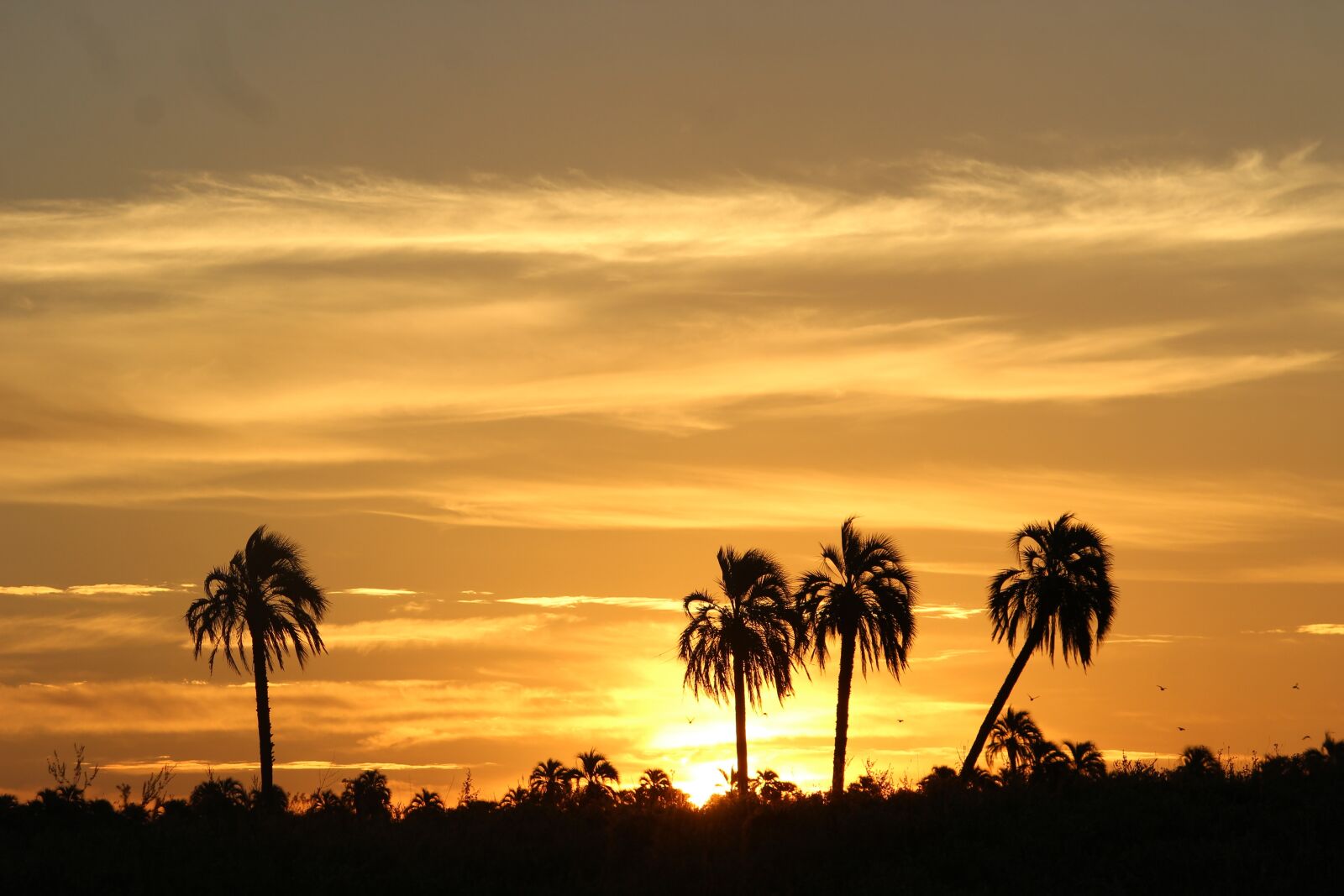 Canon EOS 600D (Rebel EOS T3i / EOS Kiss X5) sample photo. Sunset, palmar, between rivers photography