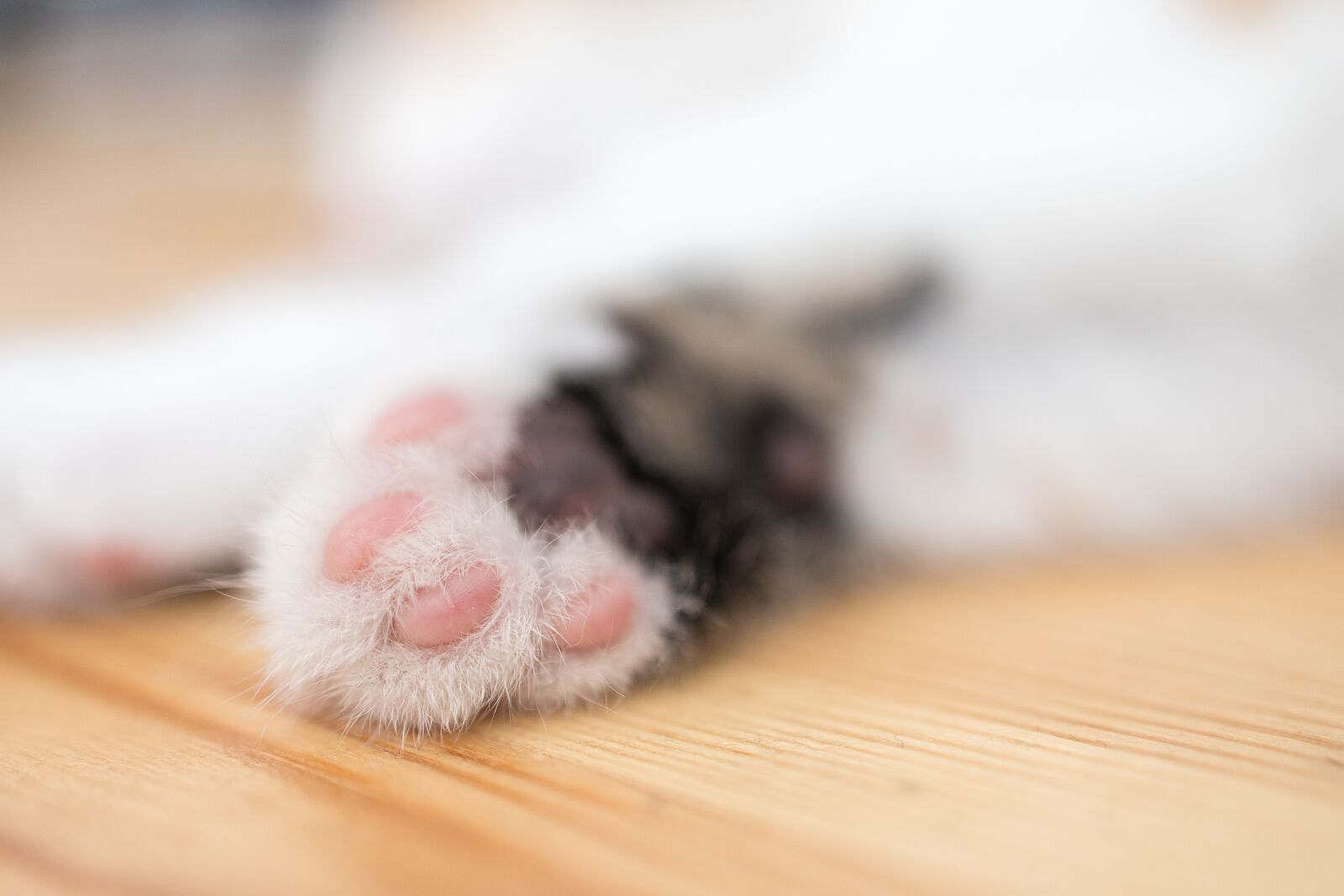 Canon EOS R + Canon RF 35mm F1.8 IS STM Macro sample photo. Paw, kitten, cat photography