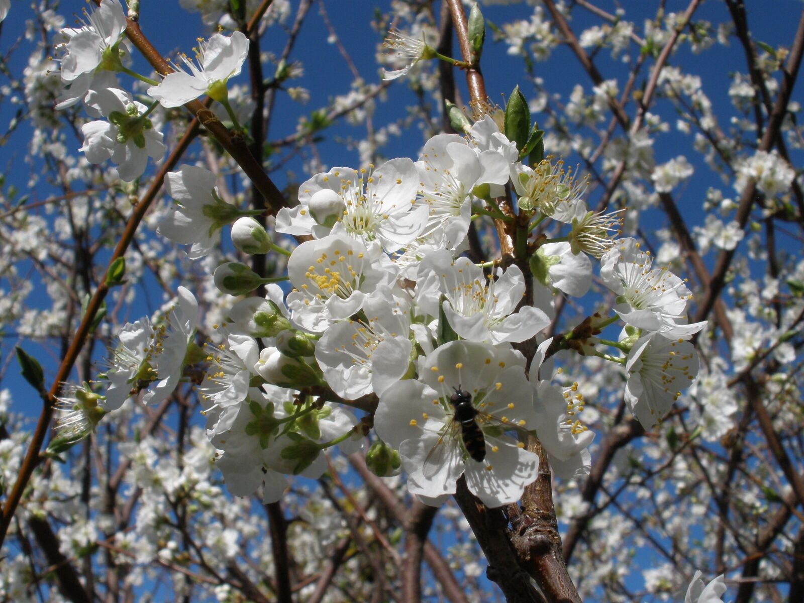 Olympus FE340,X855,C560 sample photo. Blossom, flower, white photography