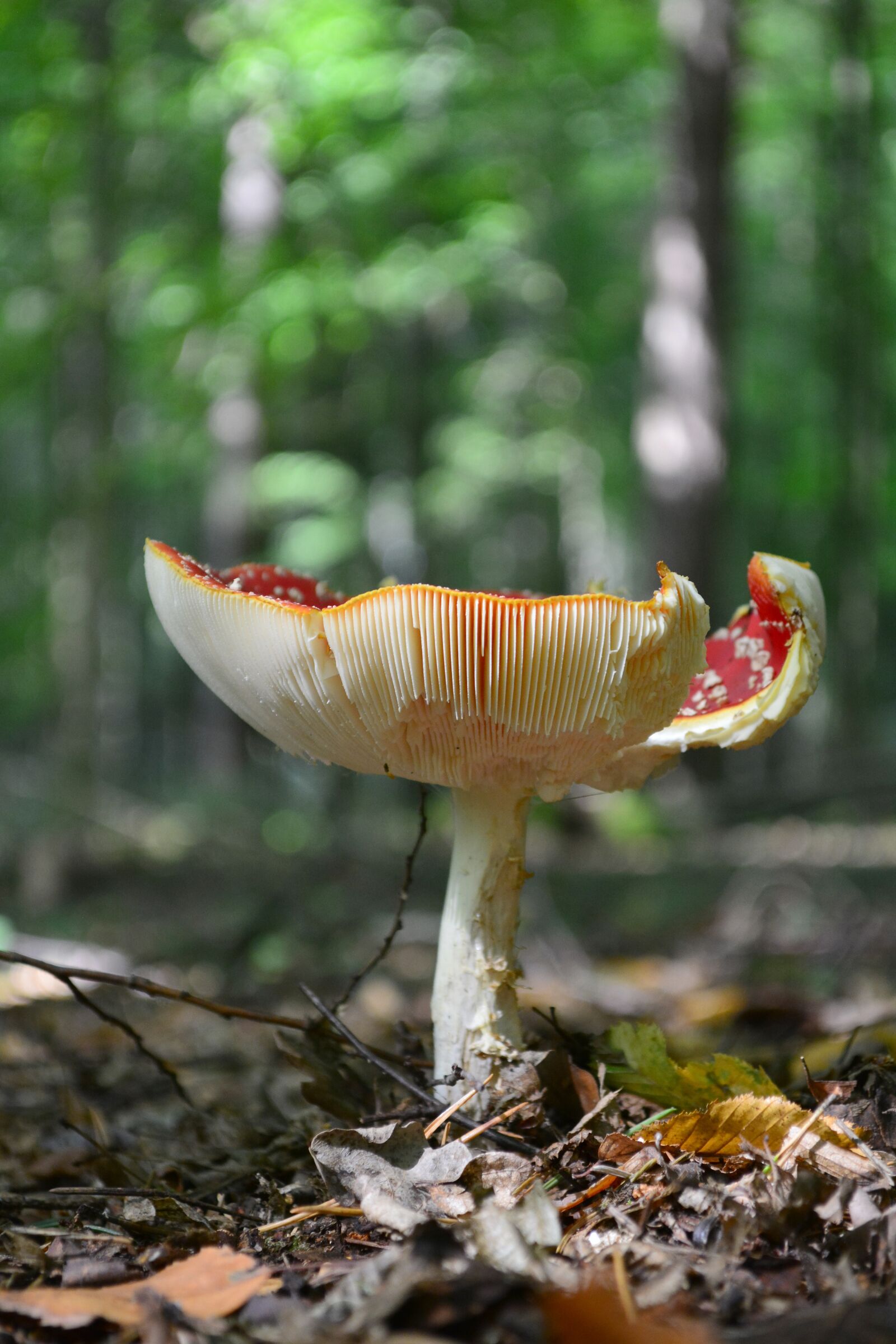 Nikon D5200 sample photo. Mushroom, nature, autumn photography