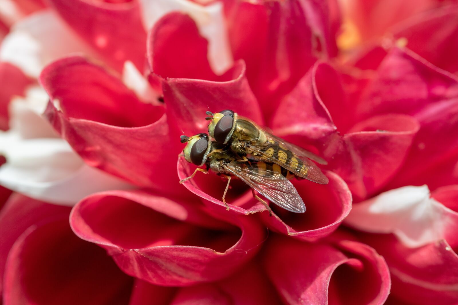 Canon EOS 750D (EOS Rebel T6i / EOS Kiss X8i) sample photo. Small hover fly, syrphus photography
